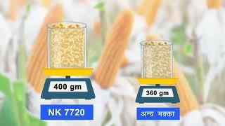 Syngenta NK7720