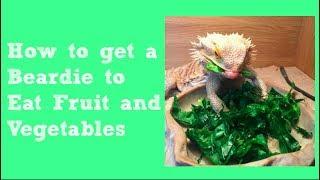 8 Tips For Getting Bearded Dragons to Eat Fruit & Vegetables