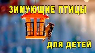 Зимующие птицы. Обучающее видео для малышей [Детям TV]