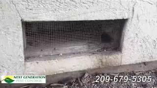 Rodent Exclusion and Inspection