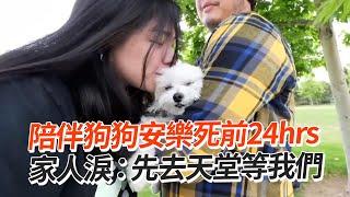 陪伴狗狗安樂死前24hrs！家人淚：天堂等我們｜寵物動物｜道別