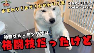 噛み犬トリミングで毎回暴れていた柴犬のグルーミング