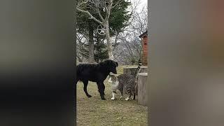 Cat and dog play together