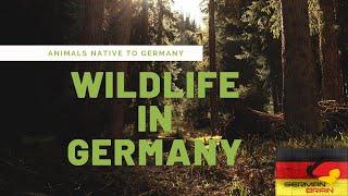 Wildlife in Germany - Animals Native to Germany