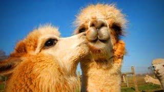 Cute Llamas  Funny and Cute Llamas(Part 1)