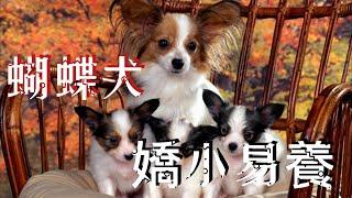 ｜蝴蝶犬｜最適合陪伴小孩的犬種之一｜長壽的犬種｜