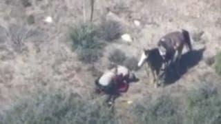 Deputies punch, kick man after horse chase