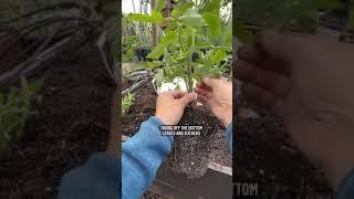 How to transplant tomato seedling #tomatoes #tomatoseedlings #plantingseason #growingtips #th