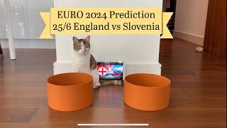 Cat predicting a DRAW between England󠁧󠁢󠁥󠁮󠁧󠁿 vs Slovenia at Euro cup tonight