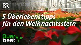 5 Überlebenstipps für den Weihnachtsstern!