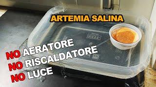 ARTEMIA SALINA: Schiudere le UOVA (NO Aeratore, NO Riscaldatore, NO Luce)