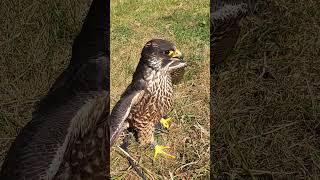 PEREGRINE ON THE LURE