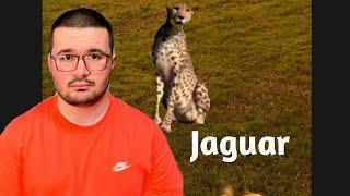 JAGUAR EN ESPAÑA RINCON ANIMAL