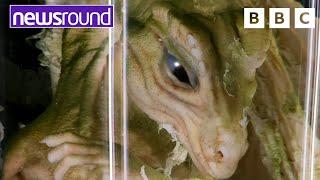 Real life Dragon prank | Strange News | Newsround