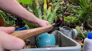 Saving a Sad Birds Nest Fern