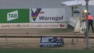 Warragul greyhounds Mar 20th 2021 - Sandown to Warragul Final