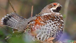 Bird sounds - HAZEL GROUSE call in the spring forest