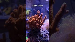 Reef Tank (KEEP AN SPS IN YOUR NANO REEF) #reeftank #nanoreeftank #spscoral