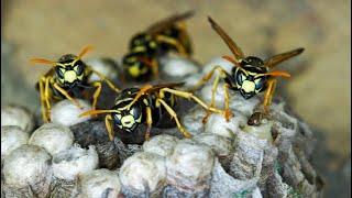 Multi year wasp nest inside living room wall. House infested with wasp infestation