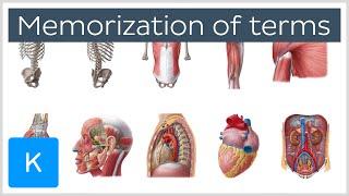 How to Memorize Anatomy Terms in 4 Steps - Human Anatomy | Kenhub