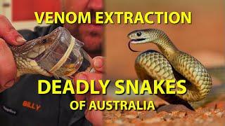 Venom extraction of deadly venomous snakes from Australia