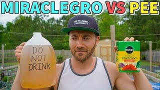 MiracleGro VS Pee: Which Fertilizer Is Better? Surprising Results!