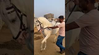 Horse Dance | Pushkar Mela 2024 #shorts #horsedance #pushkarmela2024 #rajasthan