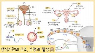 [중3 생식과 유전] 3강. 생식기관의 구조￨정자와 난자￨수정과 발생￨배란, 수정, 난할, 착상, 배아, 태아￨1란성, 2란성 쌍둥이