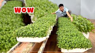 Grow Super Delicious "Speedy" Vegetables - Harvest in 7 Days, No Care Needed!