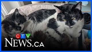 Price of pet care leading to more and more cats and dogs being abandoned
