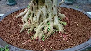 Công thức trộn hỗn hợp đất trồng cây cảnh (Phúc Bonsai)