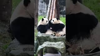 可可想抢笋，被渝爱一掌顶住了脑门 #国宝 #panda  #熊猫生活 #大熊猫#shorts