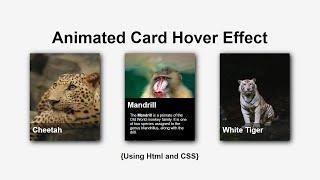 Animated Card Hover Effect | Html & CSS | CodeEra