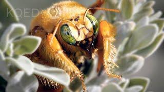 Stop! Thief! Carpenter Bees are Notorious Nectar Robbers | Deep Look