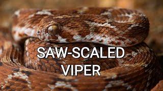 Saw-scaled viper, one of the most dangerous venomous snakes in the world