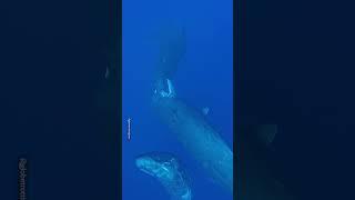 Sperm Whale Clicks Heard Underwater 