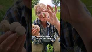 Old vs. Young Puffballs – Foraging Tips for Perfect Wild Mushrooms | Charnwood Foraging