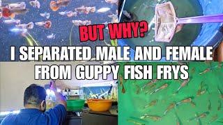 Why I Separated Male & Female From Guppy Fish Frys? | Prathmesh Aquatics #guppyfish #guppyfishfry