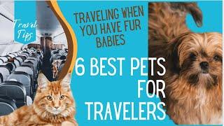 The 6 Best Pets  for Frequent Travelers | Traveling with Pets and Pets That Can Stay Home #pets