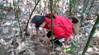 Hái Măng Đắng  Poòng Văn Quỳnh