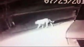 Caught on Tape: Is an African Lion Roaming Streets of California?