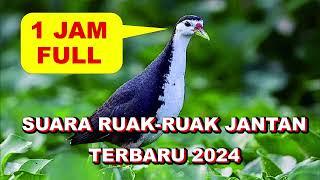 SUARA RUAK RUAK 2024 | JERNIH FULL 1 JAM