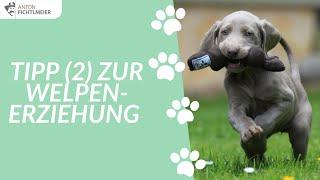 Tipp (2) zur Welpenerziehung | Hundetraining nach Anton Fichtlmeier