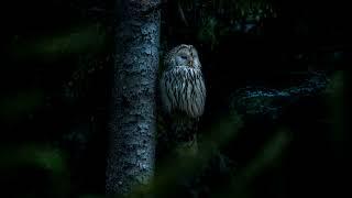 1,2 Hours Owls & Crickets At Night, Ambient Nature Sounds For Sleep & Relaxation