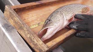 Pike tagging at Flanagan Lake with Nebraska Game and Parks