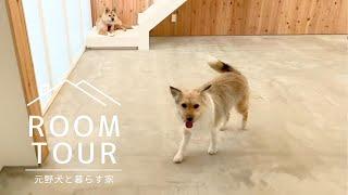 【元野犬３頭と暮らす家】住んでみてわかった後悔ポイントとGoodポイント