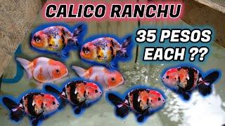 I Bought Calico Ranchu for 35 PESOS only!