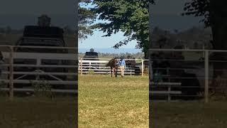 Look at this led class   #horse #horseplay #learningfromexperience #equestrian