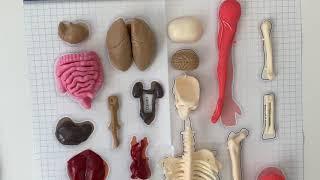 Human Body | SmartLab Toys Squishy Human Body Unpack