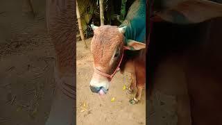 Sahiwal cow #cute #shortvideo #sahiwal